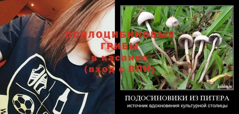 что такое   Санкт-Петербург  Галлюциногенные грибы MAGIC MUSHROOMS 